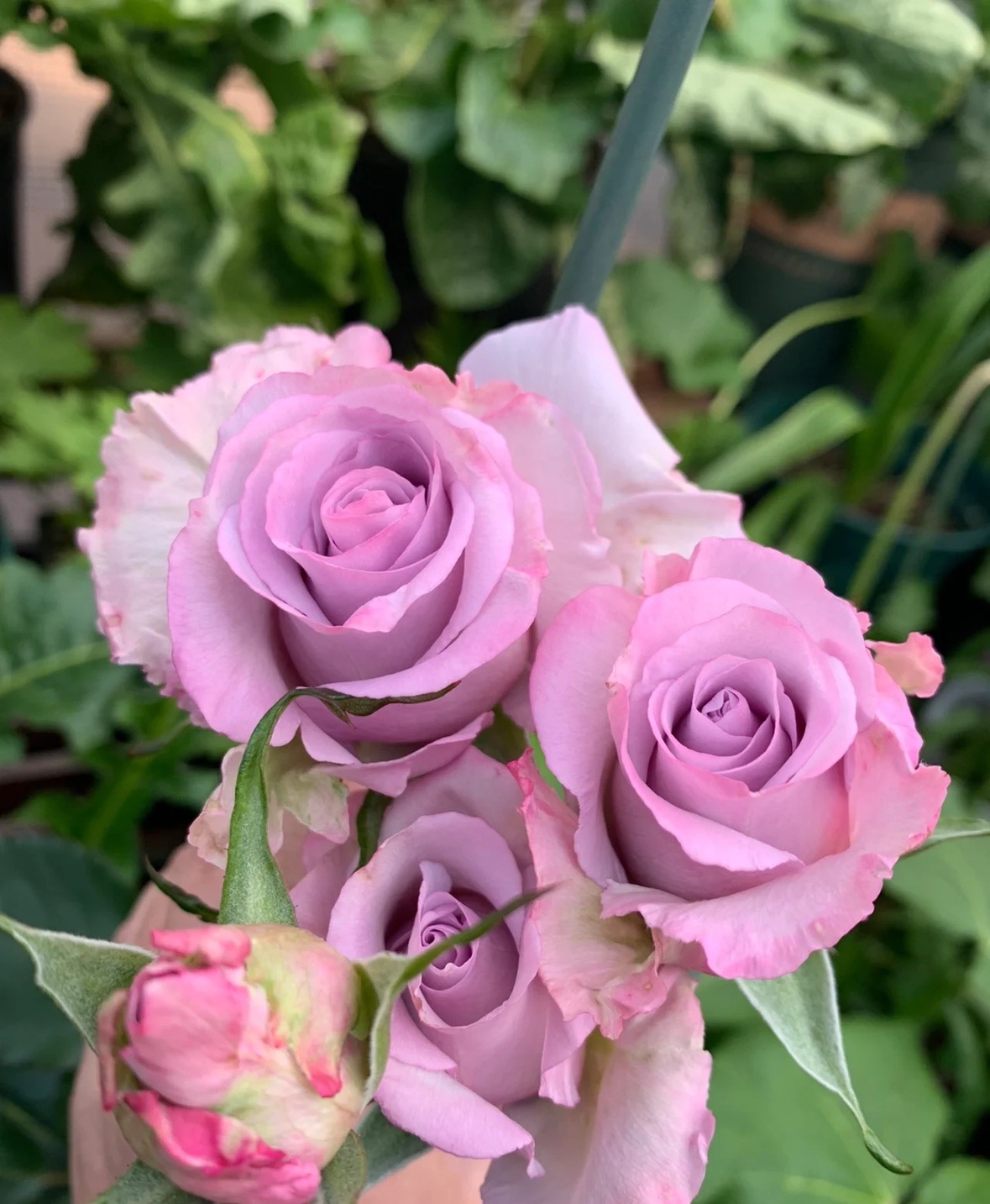 海洋之歌 月季 紫色玫瑰花 切花月季 灌木阳台花卉 庭院地栽