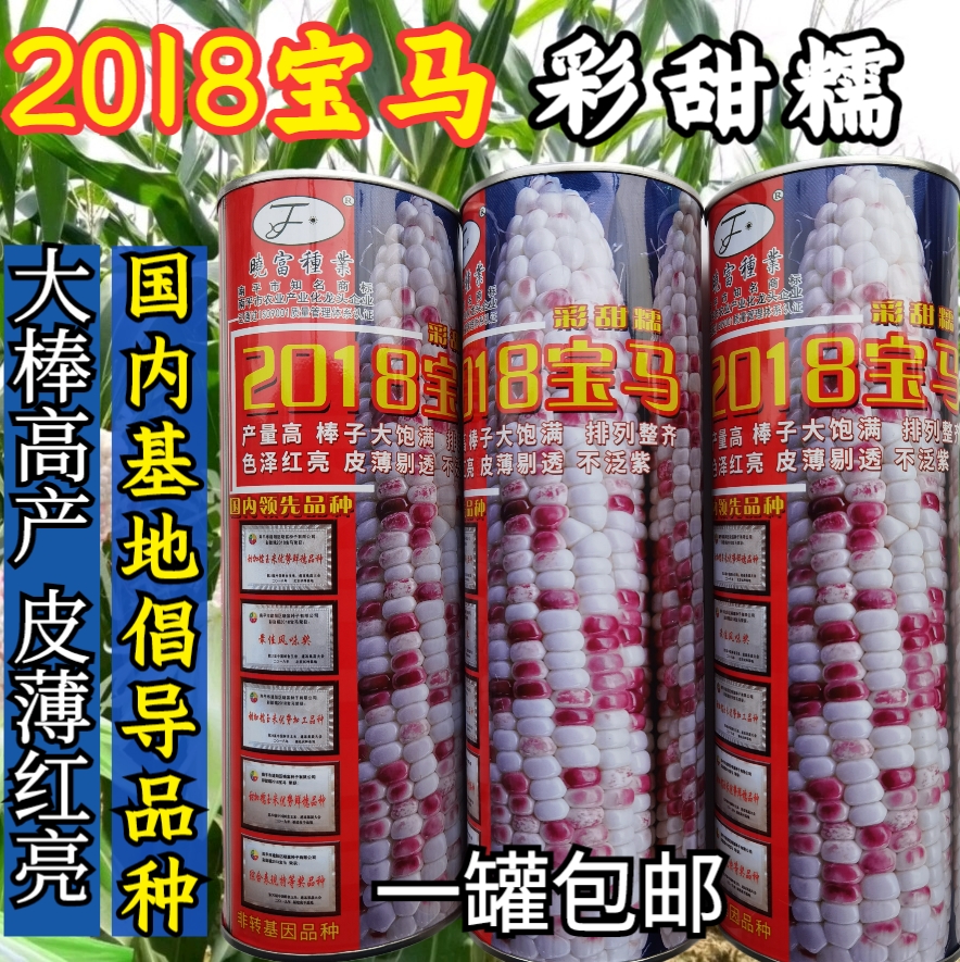 2018宝马彩甜糯玉米种子晓富大棒天贵糯937彩色薄皮糯玉米种子籽