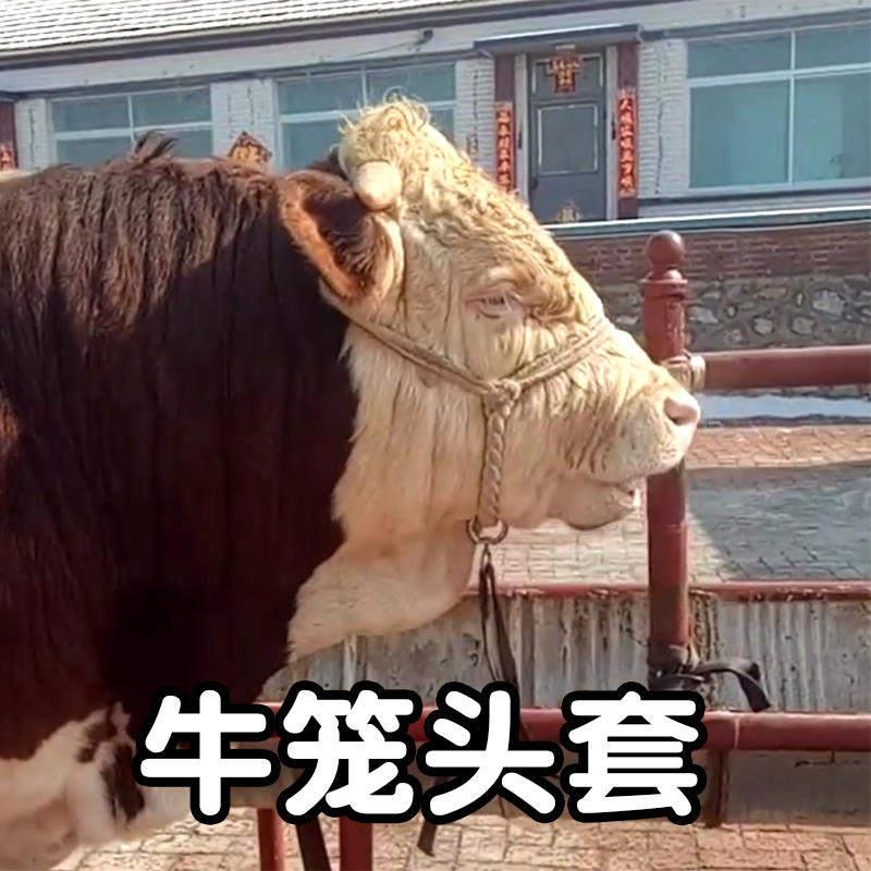 牛笼头套拴牛龙头牵牛绳养牛场用设备可调节拴牛神奇手工编织缰绳