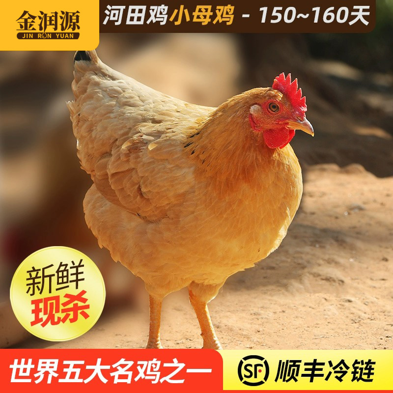 金润源长汀河田鸡 农家散养小母鸡土鸡汤月子白切新鲜母鸡肉整只
