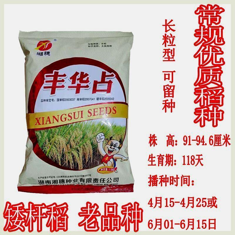 丰华占 长粒稻谷 常规种 优质稻黄华占系列 细长水稻高产种子3斤