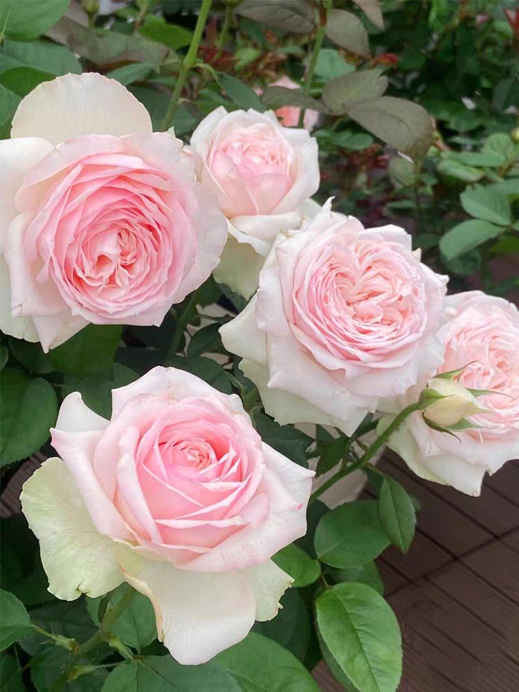 蒙娜丽莎月季花大苗包子花型阳台花园大花浓香耐热粉红色玫瑰四季