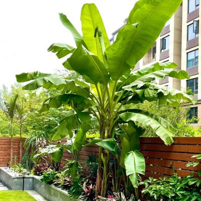 芭蕉树苗庭院热带风造景绿天扇仙甘蕉芭绿化多年生室内外大型植物