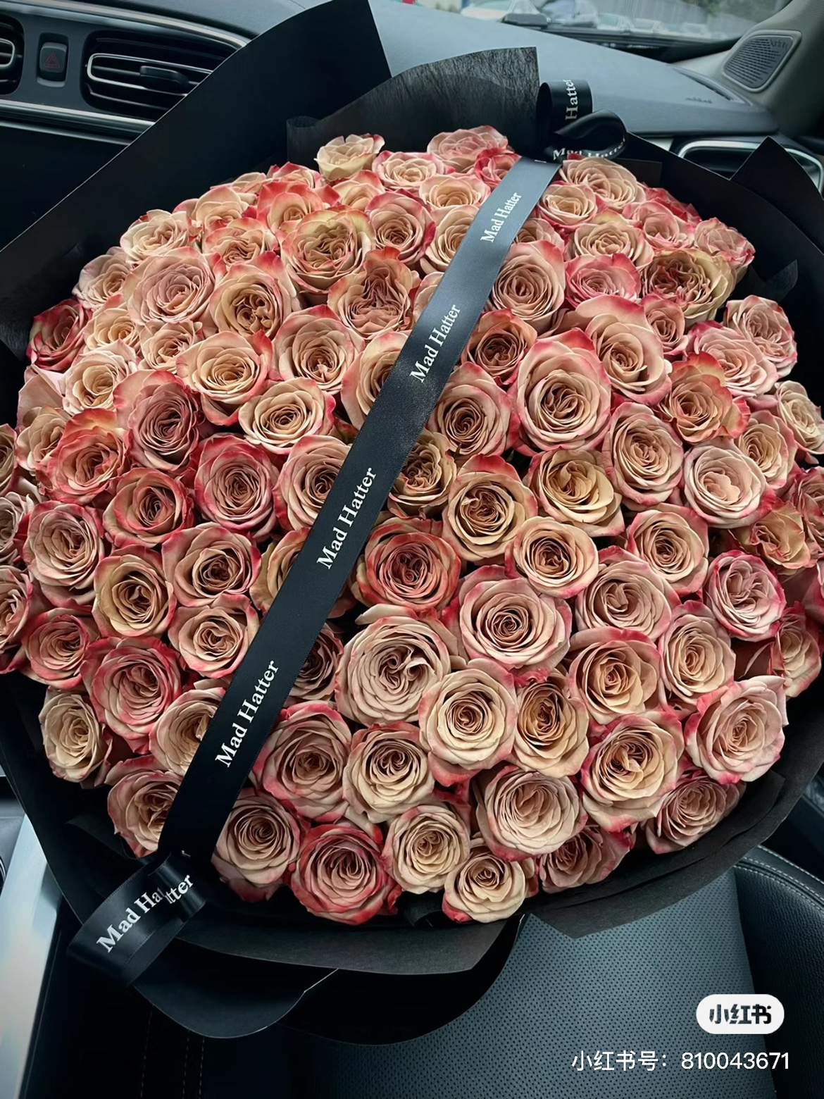 卡布奇诺月季新款迷尔花城网红玫瑰复古直立强花卉花盆栽昆明发货
