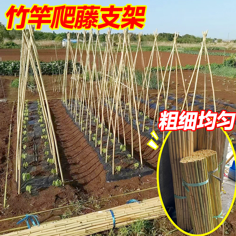 爬藤架种菜竹竿架子黄瓜豆角蔬菜架子种菜杆植物固定支撑杆种植箱