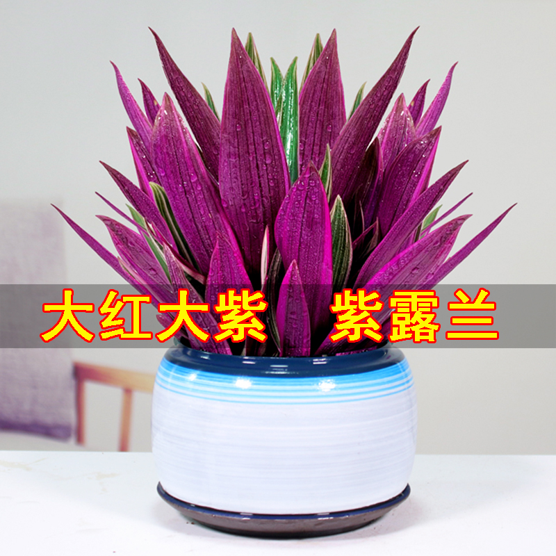 紫露兰吊兰盆栽植物桌面客厅绿植花卉办公室内花吸甲醛净化空气