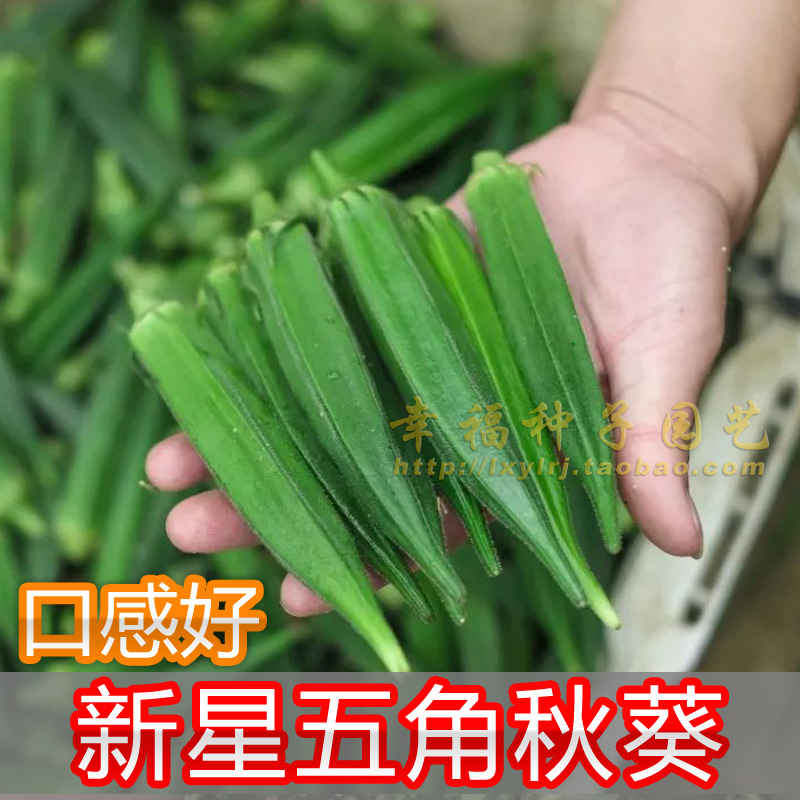 【新星五角黄秋葵种子】日本原种 色绿肉厚 产量高 品质好