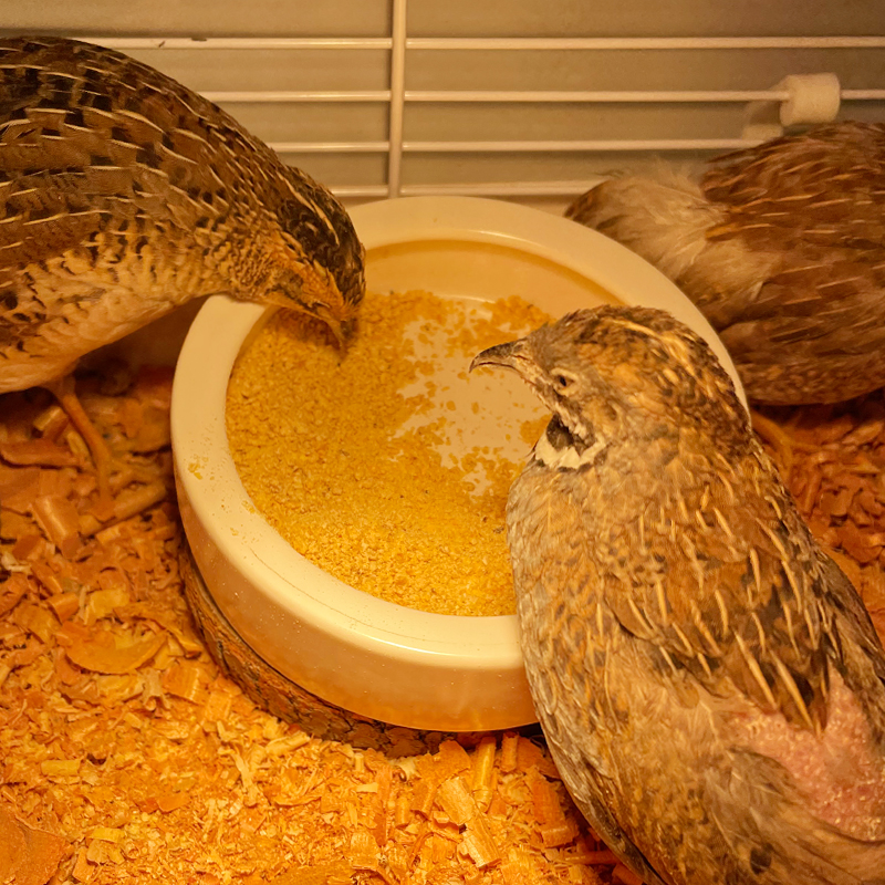 极速芦丁鸡喂食器鹌鹑食槽食盆陶瓷加重防翻水槽水壶幼雏鸡自动饮