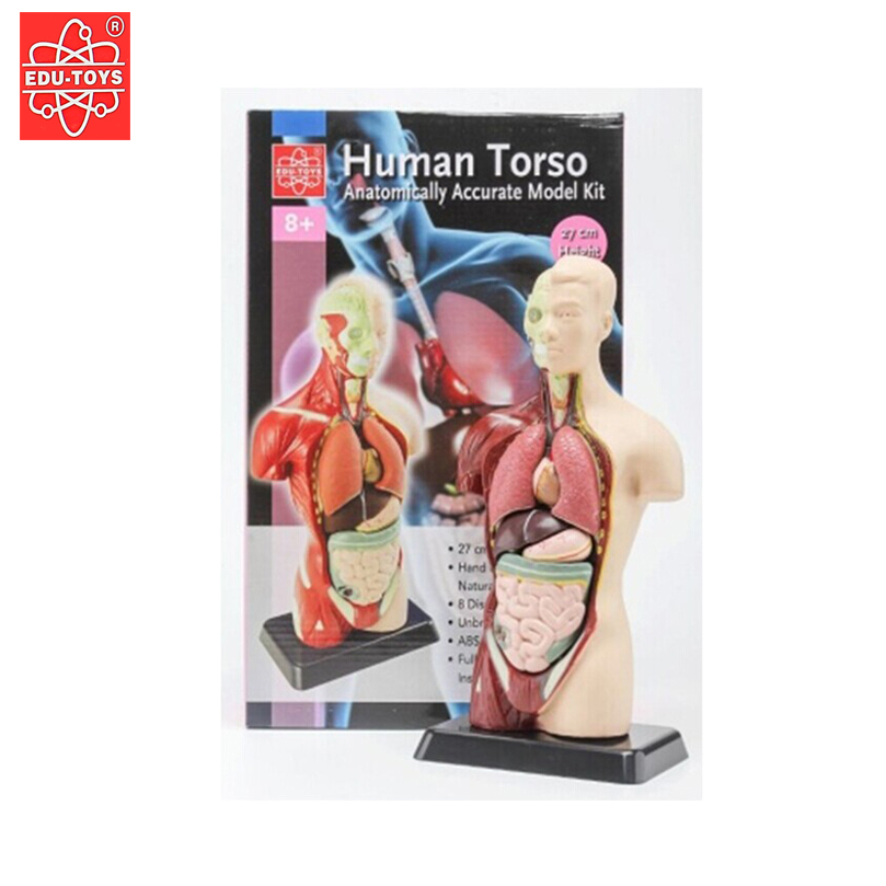 香港EDU 8片27cm人体解剖模型半身内脏 塑料可拆拼装积木儿童玩具