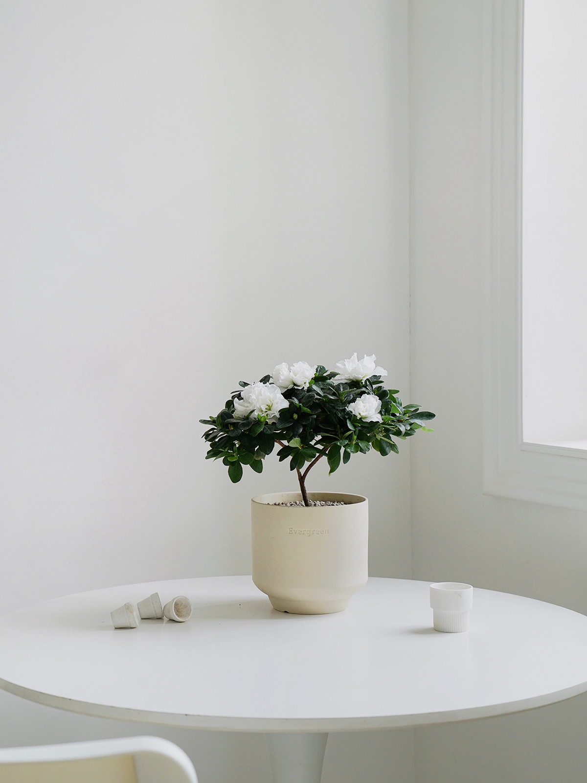 植物私生活 纯白纯洁飘雪杜鹃四季杜鹃桌面阳台开花植物