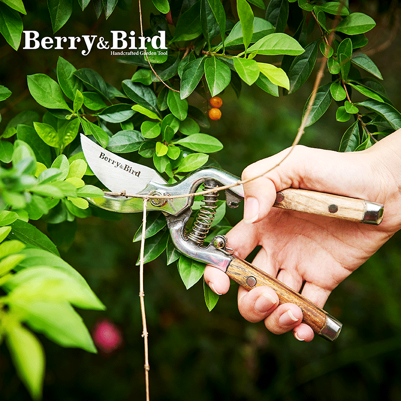 Berry&Bird园艺修枝剪粗枝果树插花艺剪刀盆景造型专用工具不