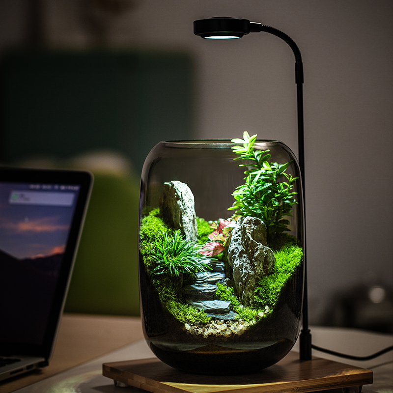 促青山苔藓微景观摆件植物盆景办公室桌面生态缸好养绿植生态瓶品