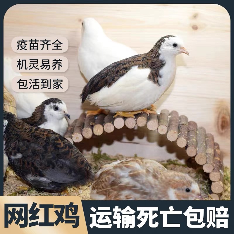网红芦丁鸡宠物鸡活物迷你鸡可观赏可下蛋全色系40-60天青年活体