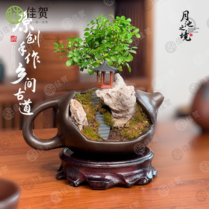 室内净化空气好养活创意绿植办公室桌面中式禅意摆件陶瓷茶壶盆景