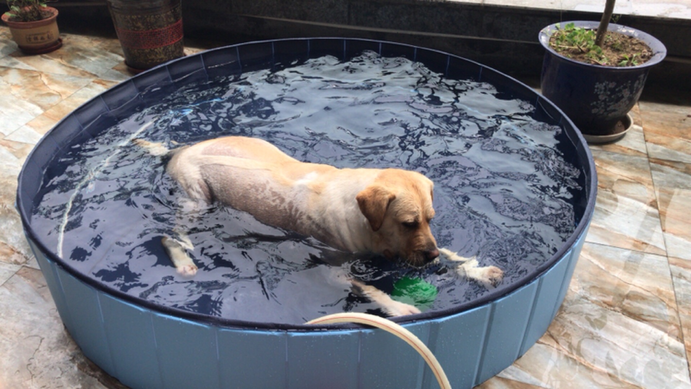 新品海盗狗狗洗澡盆宠物泰迪可折叠游泳池金毛大中小型犬浴缸大浴