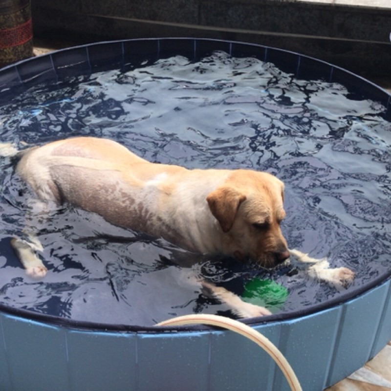 海盗狗狗洗澡盆宠物泰迪可折叠游泳池金毛大中小型犬浴缸大浴盆