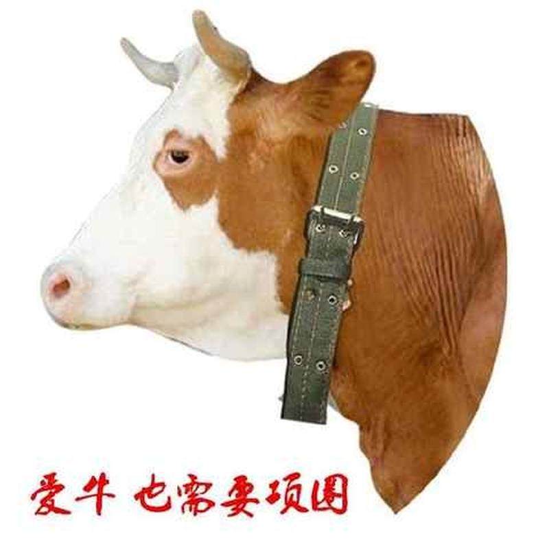 牛绳子脖套加厚栓羊绳项圈拴牛的龙头套专用拴羊笼头畜牧犬脖套扣