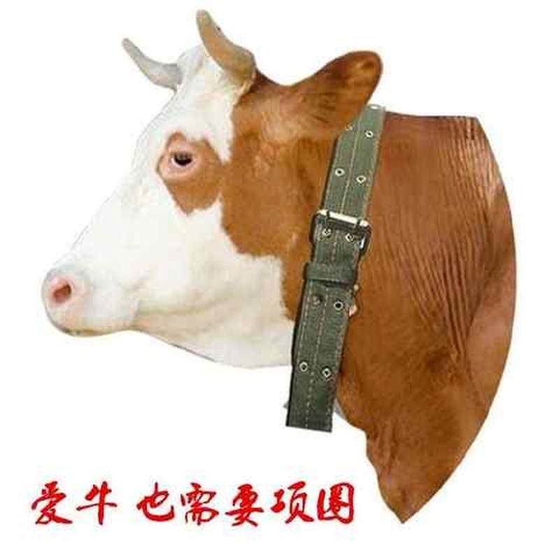 牛羊犬狗项圈脖套颈脖子圈笼龙头龙套栓拴牛用的皮带养牛场特大号