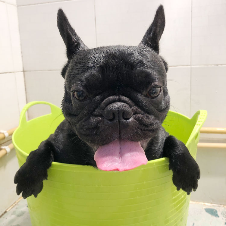 狗狗洗澡盆猫咪宠物浴缸泰迪法斗小狗小型犬专用药沐浴盆狗泡澡桶