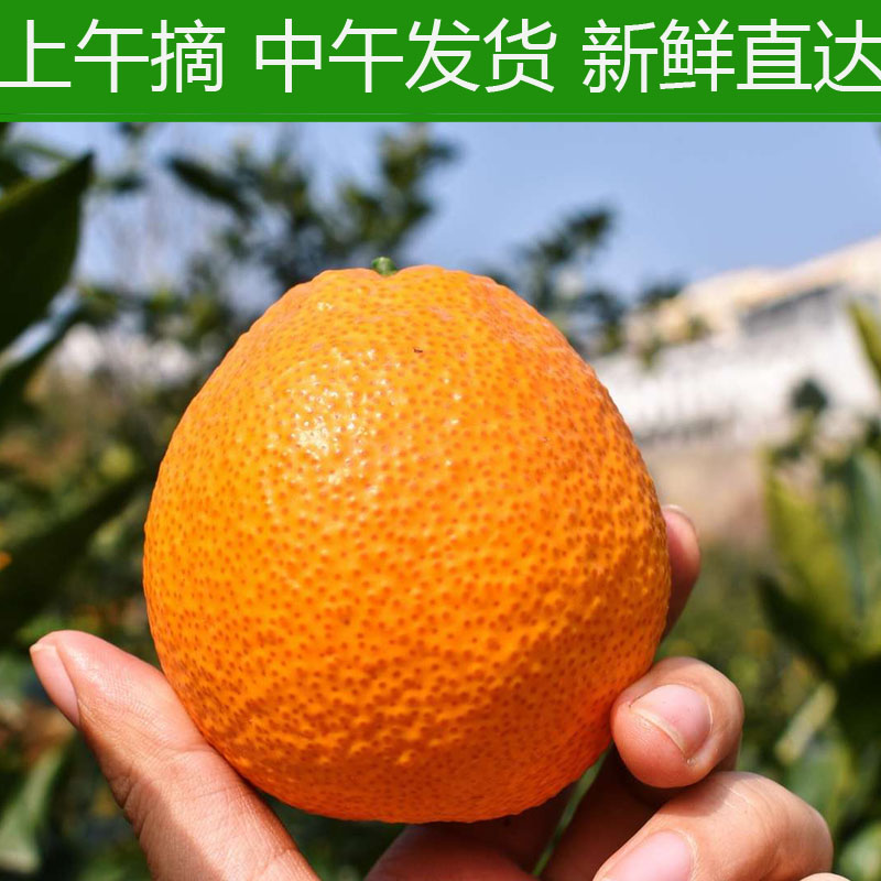 汉源石棉黄果柑青果新鲜柑橘应季水果桔子四川特产10斤现摘现发