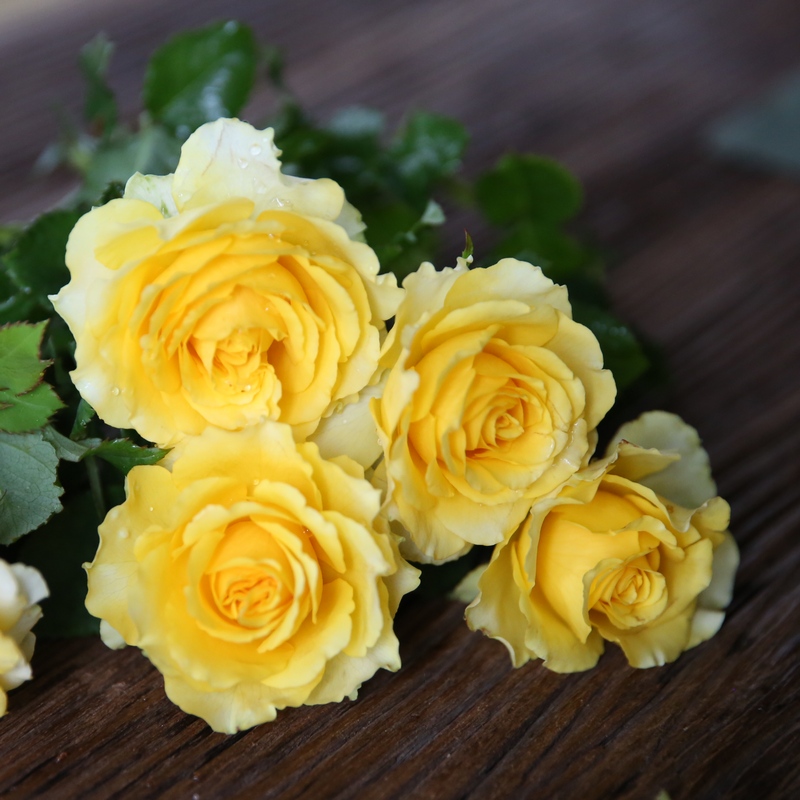 微型阳台月季【贝壳】月季花苗阳台盆栽庭院玫瑰黄色品种小苗