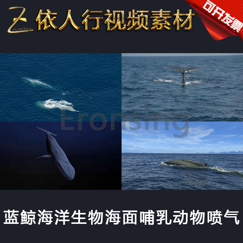 LED素材大屏幕舞台视频背景素材 蓝鲸海洋生物海面哺乳动物喷气