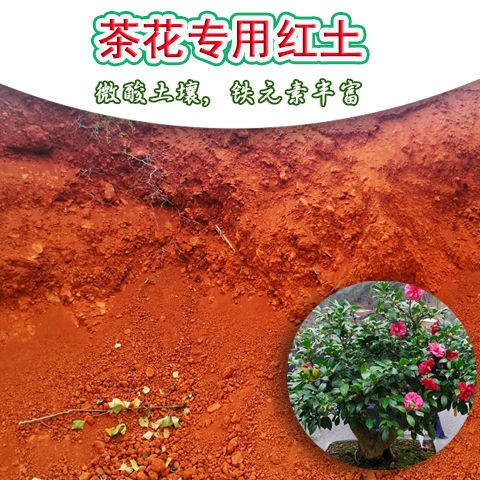 茶花基地专用营养土红土专用土微酸土壤家庭盆栽盆景易服盆促开花