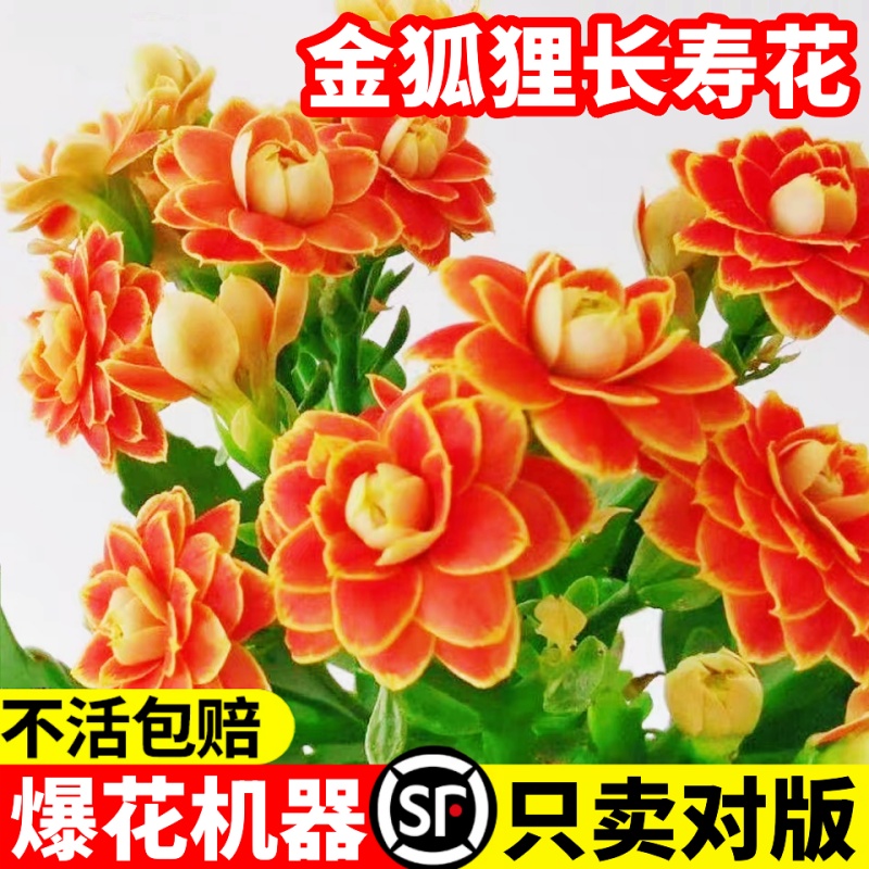 进口金狐狸长寿花盆栽重瓣大花精品带花包对版过年花卉室内植物花