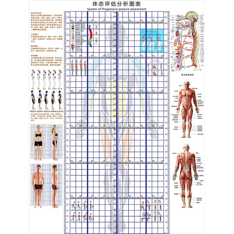 体态评估表身体评估体测表墙纸脊柱侧弯测量图体姿体态分析图壁纸