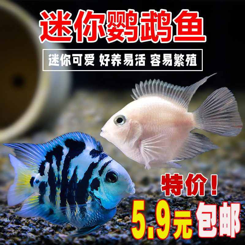 迷你鹦鹉鱼活体鱼小型淡水热带观赏鱼苗宝蓝白金元宝体精品可繁殖