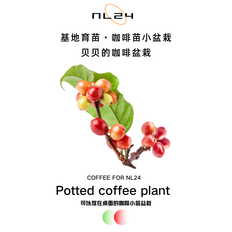 NL24咖啡树盆栽云南小粒种小苗热带常绿好养室内植物桌面绿植x2盆