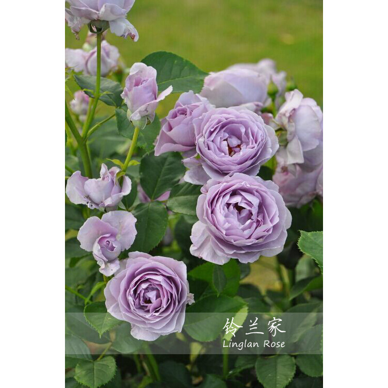 铃兰家 | 蓝色风暴  月季蓝玫瑰  包对版强烈推荐香日本多季灌木