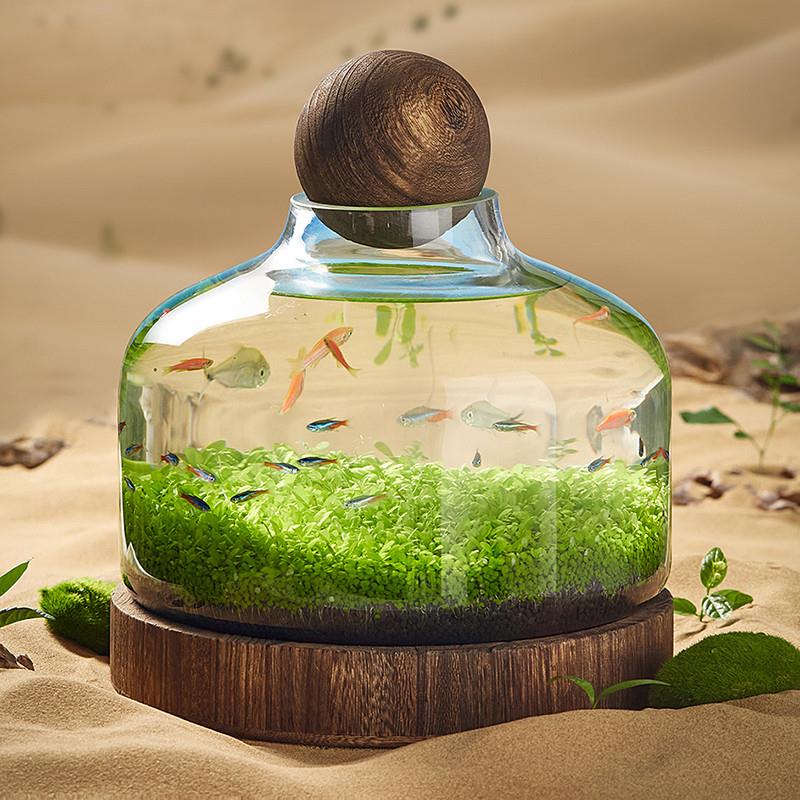 创意造景生态鱼缸圆形玻璃家用景观桌面客厅装饰小型大肚子网红款