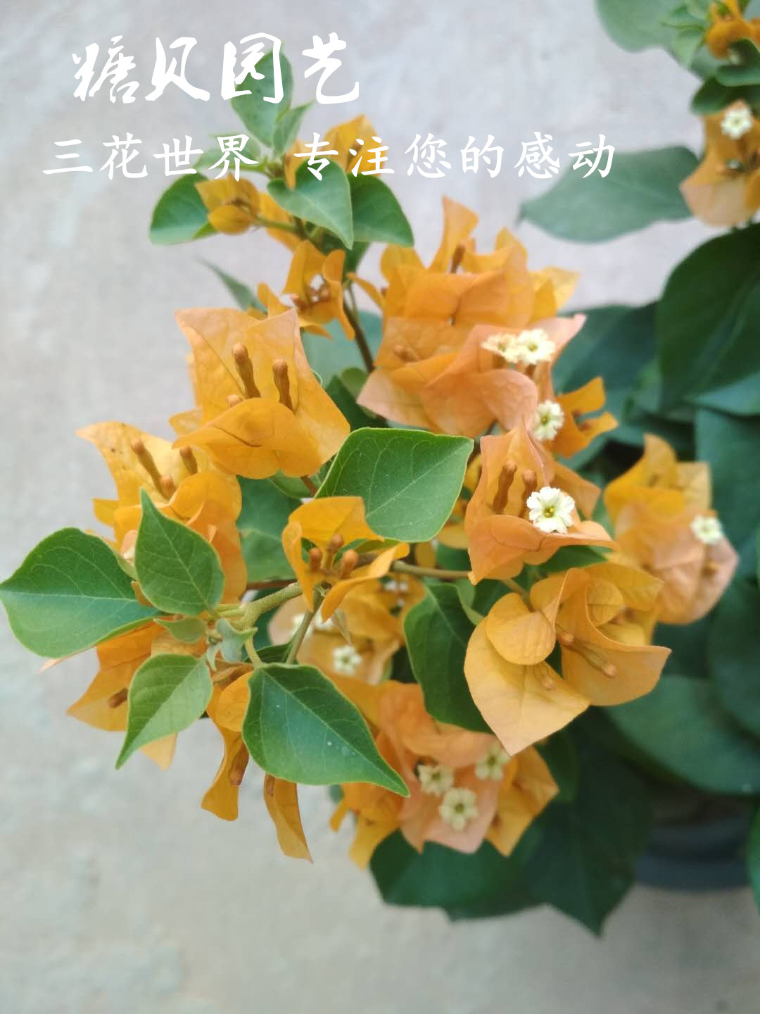 【糖贝园艺】 加洲黄金三角梅 勤花品种 扦插苗 盆内径18大盆苗