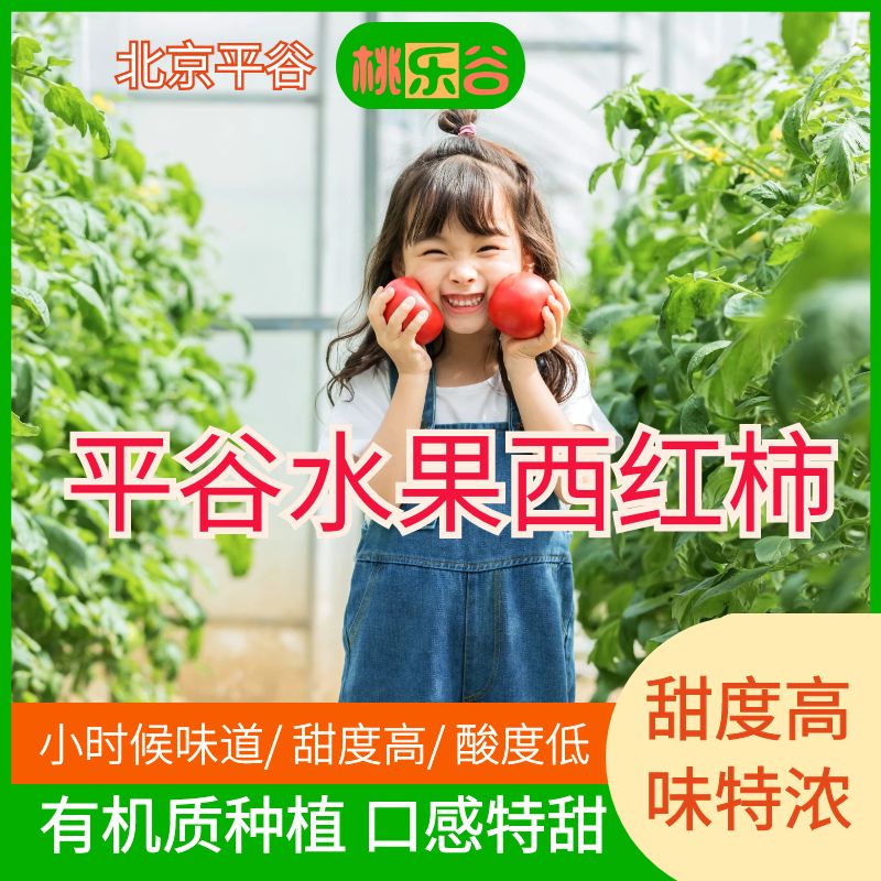 （欢迎采摘）北京平谷杨各庄水果西红柿草莓番茄生吃原礼盒5斤