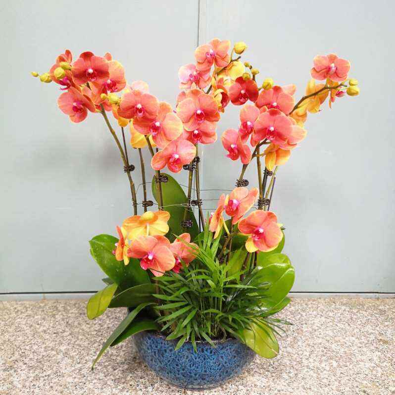 蝴蝶兰带花苞双剑绿植盆栽室内好养喜阴客厅大盆栽易活真花花卉。