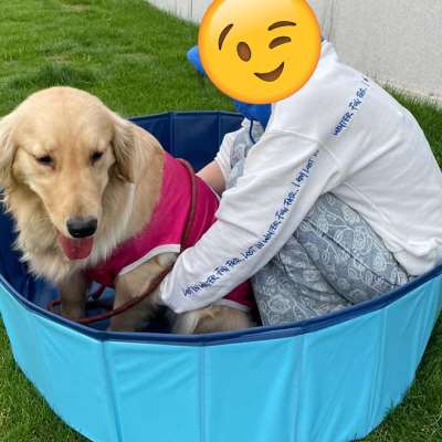 狗狗专用洗澡盆宠物猫咪浴盆可折叠大型犬狗游泳池浴缸金毛泡澡桶