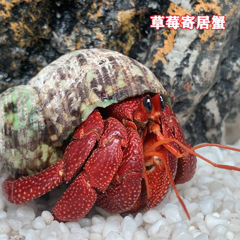 寄居蟹宠物观赏蟹家新手套装小螃蟹草莓短腕躲深紫陆生小孩养的活