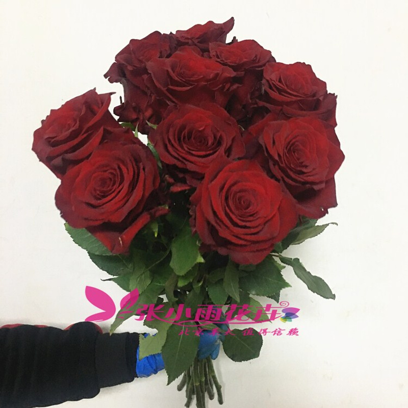 厄瓜多尔大头玫瑰 探索者玫瑰花 暗红色枪炮玫瑰生日爱情鲜花礼物