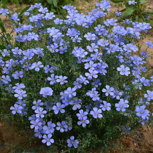 蓝花亚麻种子 多年生蓝色花卉 花坛花镜花海景观矮生草花易活播种