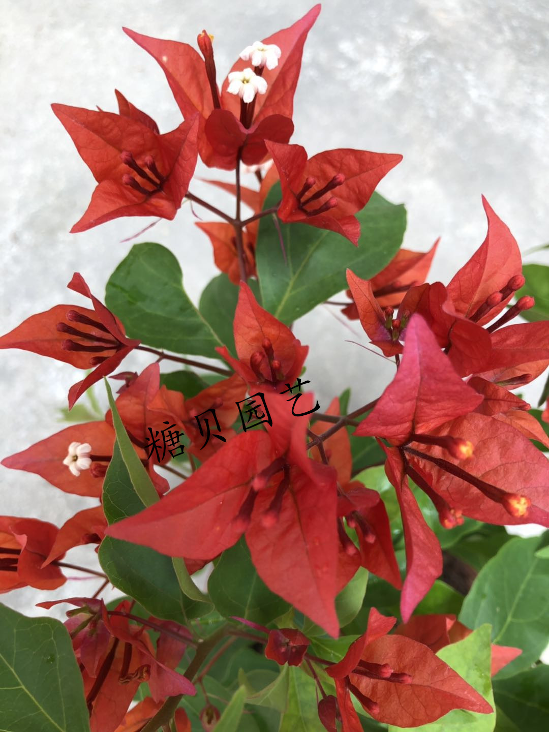 【糖贝园艺】 热火桑巴三角梅  勤花品种 扦插苗  盆内径18cm