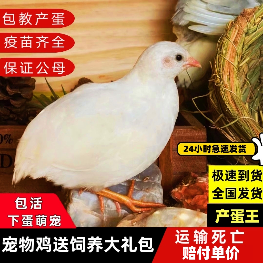 芦丁鸡鸡活物观赏鸡活体全色系迷你宠物50-90天青年鸡