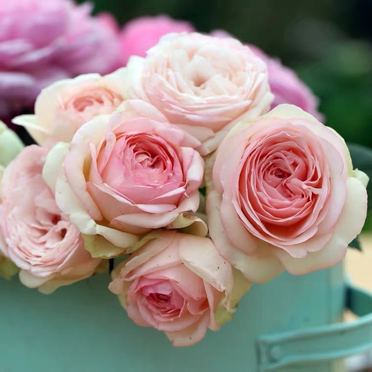 蒙娜丽莎 直立切花月季切花品种浓香玫瑰阳台庭院花卉盆栽