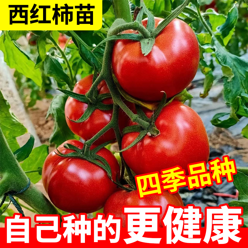 西红柿苗普罗旺思水果西红柿秧苗室内盆栽种孑籽大全矮生番茄菜苗