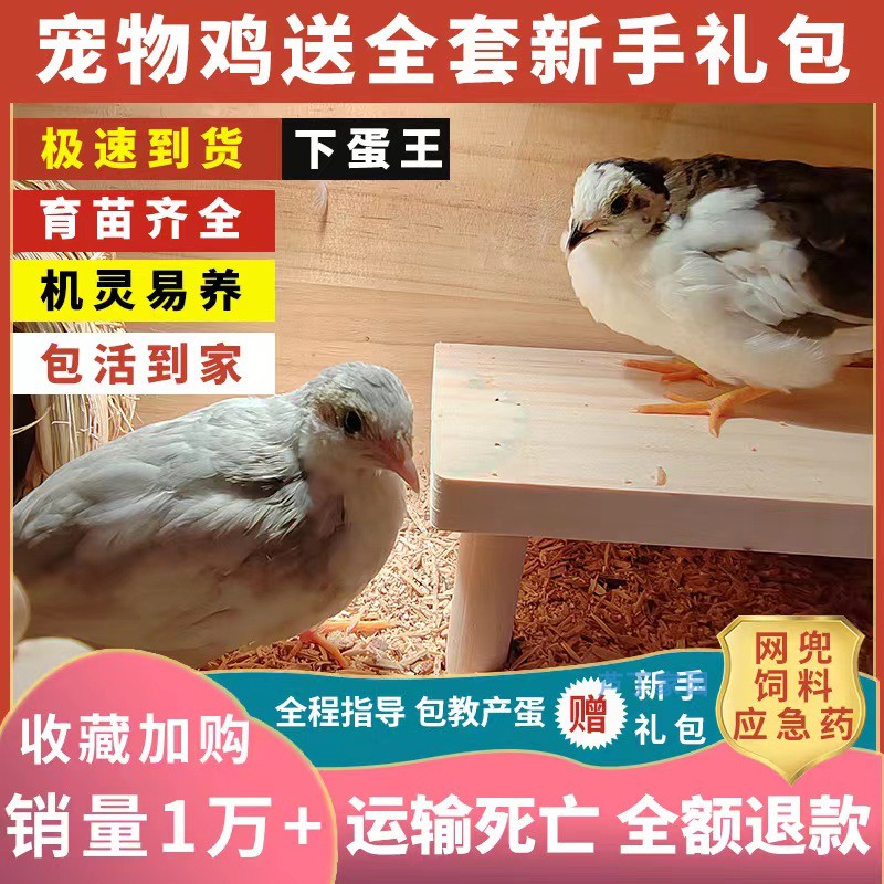 网红宠物鸡活物观赏鸡活体全色系迷你宠物50-60天成年下蛋鸡包邮