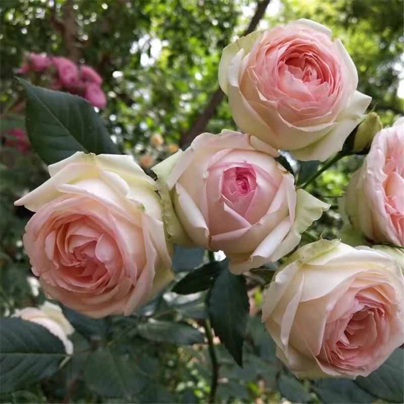 一宅花田蒙娜丽莎直立切花月季切花品种浓香玫瑰阳台庭院花卉盆栽